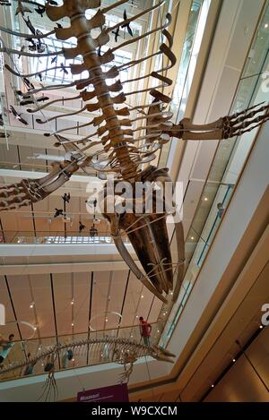 Trento - Italien - Ausstellung der Dinosaurierskelette und prähistorischen Tieren innerhalb der Muse, das Museum der Wissenschaft von Trient Stockfoto