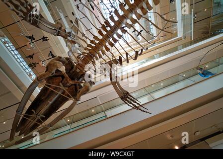 Trento - Italien - Ausstellung der Dinosaurierskelette und prähistorischen Tieren innerhalb der Muse, das Museum der Wissenschaft von Trient Stockfoto