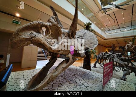 Trento - Italien - Ausstellung der Dinosaurierskelette und prähistorischen Tieren innerhalb der Muse, das Museum der Wissenschaft von Trient Stockfoto