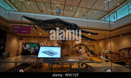 Trento - Italien - Ausstellung der Dinosaurierskelette und prähistorischen Tieren innerhalb der Muse, das Museum der Wissenschaft von Trient Stockfoto