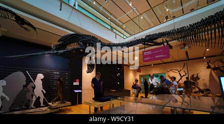 Trento - Italien - Ausstellung der Dinosaurierskelette und prähistorischen Tieren innerhalb der Muse, das Museum der Wissenschaft von Trient Stockfoto