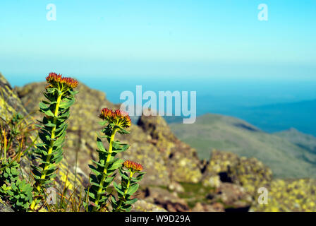 Blühende Pflanze golden root (Rhodiola rosea) in einer natürlichen Umgebung Stockfoto