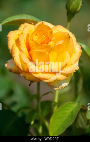 Eine wunderschöne, leuchtend gelbe Goldmedaillenrose an einem warmen, sonnigen Tag. Stockfoto