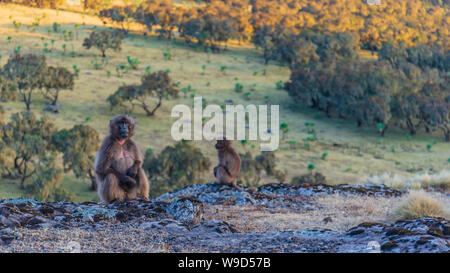 Gelada Baboons in das Simian Berge Stockfoto