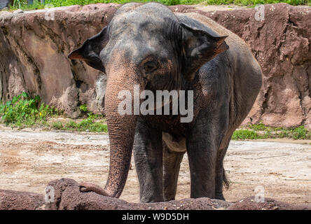 Tampa Bay, Florida. August 08. 2019. Schön Elefant in Safari im Busch Garden Stockfoto