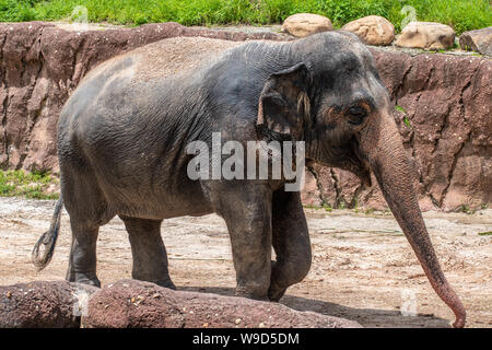 Tampa Bay, Florida. August 08. 2019. Schön Elefant in Safari im Busch Garden Stockfoto