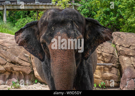 Tampa Bay, Florida. August 08. 2019. Schön Elefant in Safari im Busch Garden Stockfoto