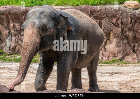 Tampa Bay, Florida. August 08. 2019. Schön Elefant in Safari im Busch Garden Stockfoto