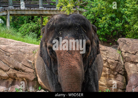 Tampa Bay, Florida. August 08. 2019. Schön Elefant in Safari im Busch Garden Stockfoto