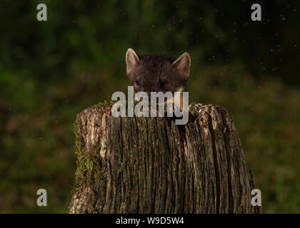 Nach Marder, Morvern, Ardnamurchan, Scvottish Highlands Stockfoto