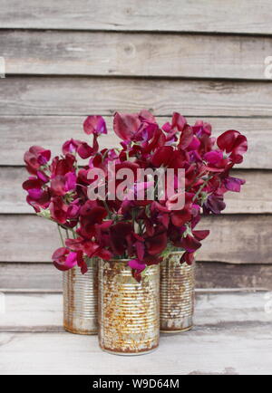 Lathyrus odoratus „Black Knight“-Erbsen in recycelten Dosen Stockfoto