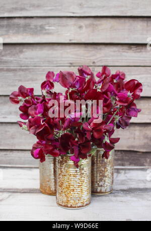 Lathyrus odoratus „Black Knight“-Erbsen in recycelten Dosen Stockfoto