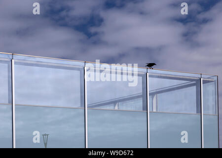 Schwarzer Vogel sitzt auf i360 Glaswand Stockfoto