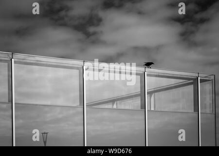 Schwarzer Vogel sitzt auf i360 Glaswand Stockfoto