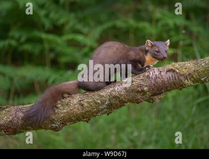 Nach Marder, Morvern, Ardnamurchan, Scvottish Highlands Stockfoto