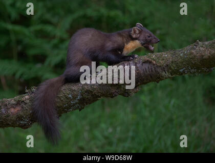 Nach Marder, Morvern, Ardnamurchan, Scvottish Highlands Stockfoto