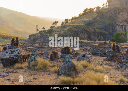 Gruppe von gelada Affen der Simien-berge, Äthiopien. Stockfoto