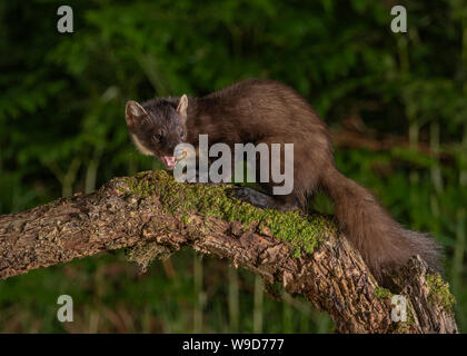 Nach Marder, Morvern, Ardnamurchan, Scvottish Highlands Stockfoto
