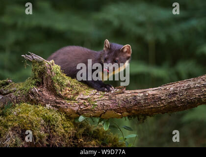 Nach Marder, Morvern, Ardnamurchan, Scvottish Highlands Stockfoto