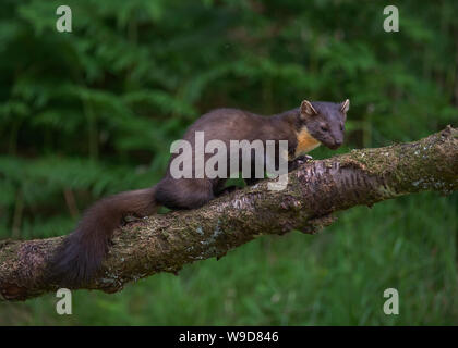 Nach Marder, Morvern, Ardnamurchan, Scvottish Highlands Stockfoto