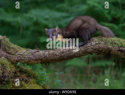 Nach Marder, Morvern, Ardnamurchan, Scvottish Highlands Stockfoto