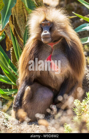 Gelada Baboons in das Simian Berge Stockfoto