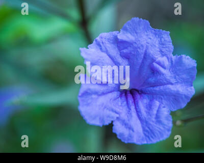 Ein schönes lila Blumen im Garten Stockfoto
