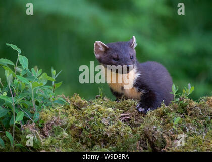 Nach Marder, Morvern, Ardnamurchan, Scvottish Highlands Stockfoto