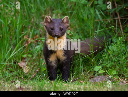 Nach Marder, Morvern, Ardnamurchan, Scvottish Highlands Stockfoto