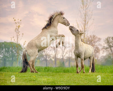 Konik Hengste Zucht und zu kämpfen, sie sind Teil einer Freilandhaltung Herde der Polnischen primitive Pferderasse leben im Naturschutzgebiet De Wolldecke Niederlande Stockfoto