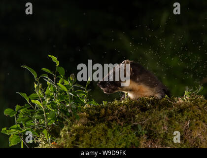 Nach Marder, Morvern, Ardnamurchan, Scvottish Highlands Stockfoto