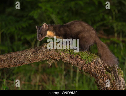 Nach Marder, Morvern, Ardnamurchan, Scvottish Highlands Stockfoto