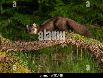 Nach Marder, Morvern, Ardnamurchan, Scvottish Highlands Stockfoto