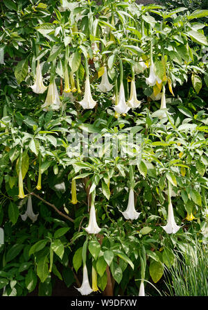 Engel Trompete, hängend kultivierte Blumen, weiß, hängend, halluzinogen, Brugmansia, PA; Pennsylvania; USA; Summe Stockfoto