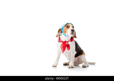 Beagle Hund in Maske und rotes Halstuch weg schauen während der Sitzung auf Weiß Stockfoto