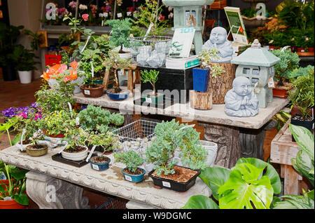 Bonsai Display; Shop; Artikel zum Verkauf, Pflanzen, Dekoration, Bücher, Business, Longwood Gardens; Kennett Square; PA; Pennsylvania; USA; Sommer; Schmierfilm Stockfoto