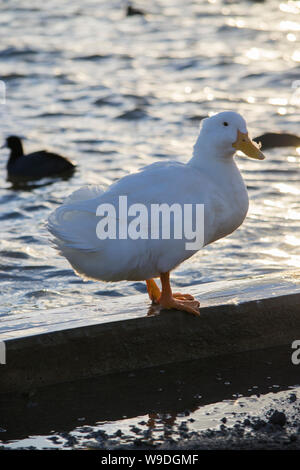 Ente bei 'El Rejón" Staudamm in Chihuahua, Mexiko. Stockfoto