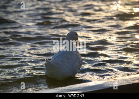 Ente Schwimmen bei 'El Rejón" Staudamm in Chihuahua, Mexiko. Stockfoto