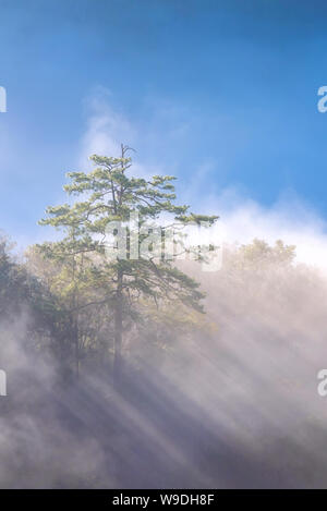 Erstaunlich Nebel über die Natur Berge bei Sonnenaufgang im Gebirge in Thailand. Stockfoto