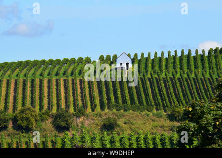 Auggen, Deutschland, 20. August 2017: Weinberg in der Sonne mit blauem Himmel Stockfoto