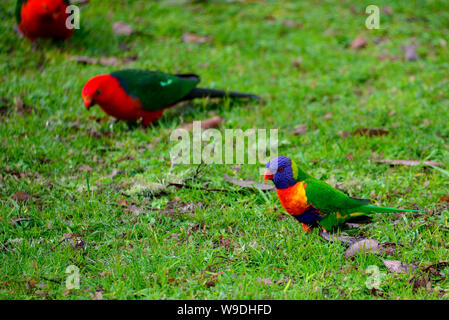 Rainbow Lorikeet Fütterung im Park mit australischen König Papageien, Melbourne, Australien Stockfoto