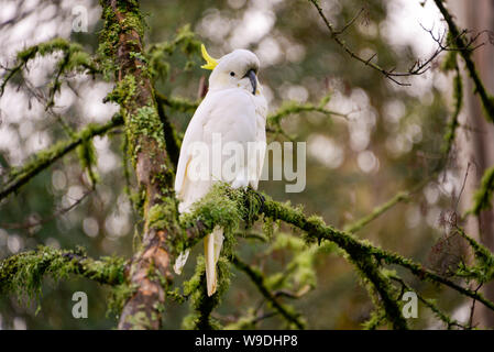 Sulfur-Crested Kakadu in Baum in den Wilden, Melbourne, Victoria, Australien Stockfoto