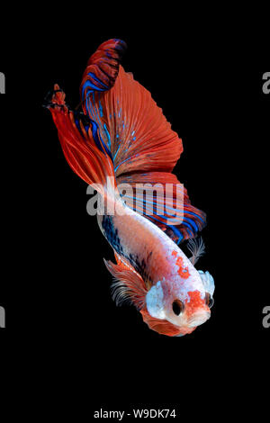 Close up Kunst Bewegung von Betta Fisch oder Siamese fighting fish auf schwarzem Hintergrund isoliert. Fine Art Design Konzept. Stockfoto