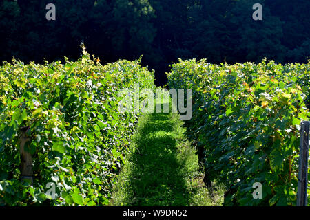 Auggen, Deutschland, 20. August 2017: Weinberg in der Sonne Stockfoto