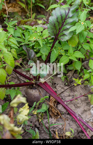 Garten Betten von Rote Beete, frische junge Gemüse aus dem Garten Stockfoto