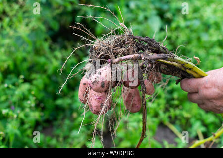 Bauer gräbt junge rosa Kartoffeln, Garten ernten Stockfoto