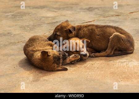 Cute Puppies in Myanmar Stockfoto