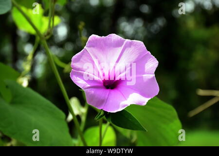 Gring Kragen in San Licht Stockfoto