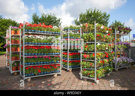 Großhandel Topfgarten Zentrum Pflanzen, Sträucher & Blumen auf Trolley; Gartenbauindustrie, Gewächshaus-Netz-Pflanzenküche Dänische Karre Blume Display dutch Trolleys voll von blühenden Pflanzen für Southport Flower Show, 2019 Stockfoto