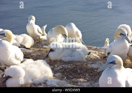 Northern gannet Küken in downy Gefieder in einer Kolonie auf dem roten Felsen Helgoland/Helgoland. Stockfoto